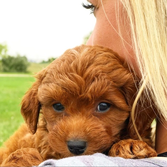 Meet your Posher, Ashley - Picture 4 of 6